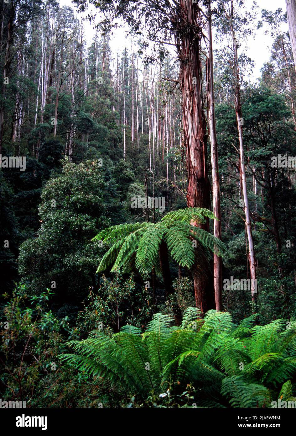 Eucalipto Ash Trees and Fern, Yarra Rangers National Park, Victoria, Australia Foto Stock