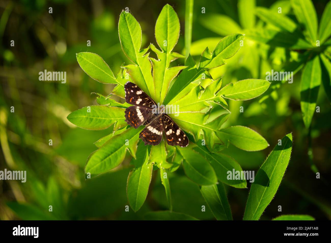 Farfalla su una foglia di lupino intagliata. L'effetto farfalla e il concetto di cambiare il nostro ambiente influisce su tutto. Foto Stock