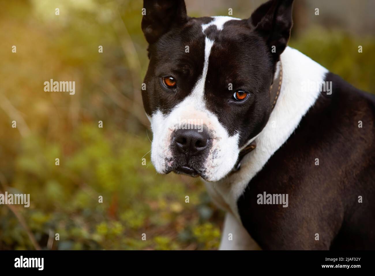 primo piano ritratto di giovane femmina pit bull bianco e nero fissando la fotocamera con spazio per la copia. sfondo verdastro. copia sppace Foto Stock