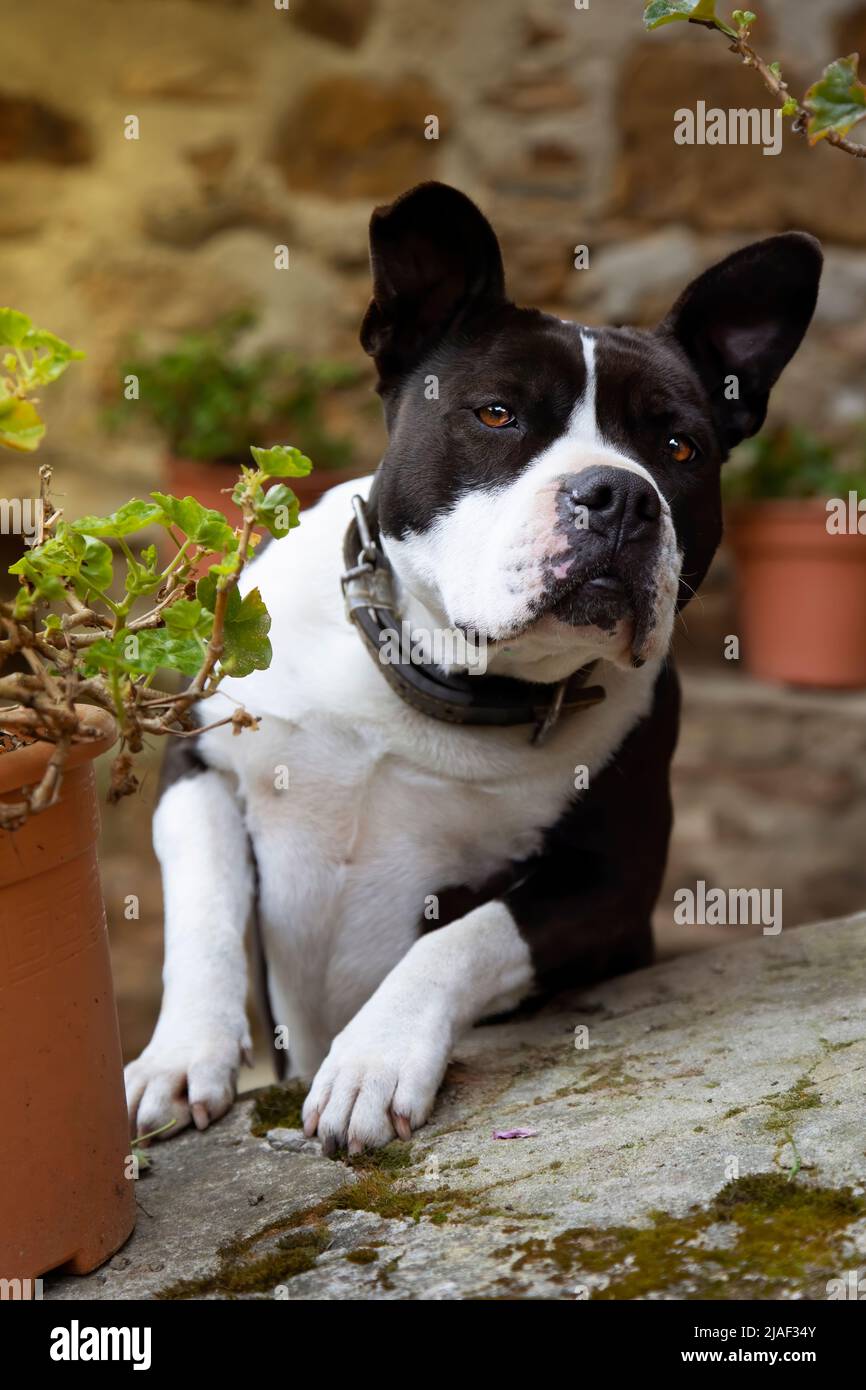 ritratto di giovane bue femmina bianco e nero pit bull guardando fotocamera con espressione curiosa, divertente.. fotografia verticale Foto Stock