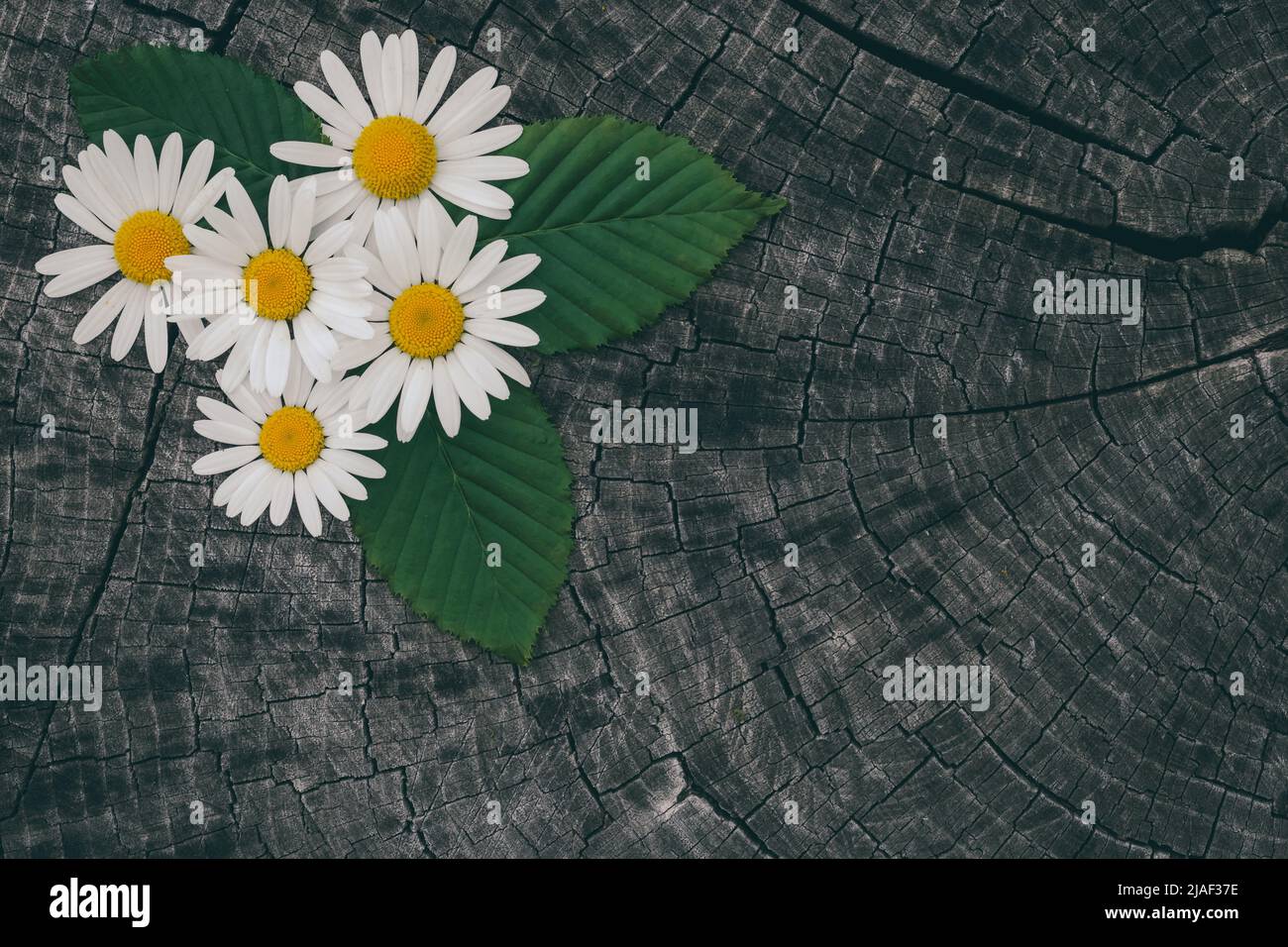 Vista dall'alto sulla natura morta con bouquet di fiori di camomilla selvaggi d'estate. Primo piano di fiori selvatici su tavola di legno vintage scuro. Sfondo rustico con copia Foto Stock