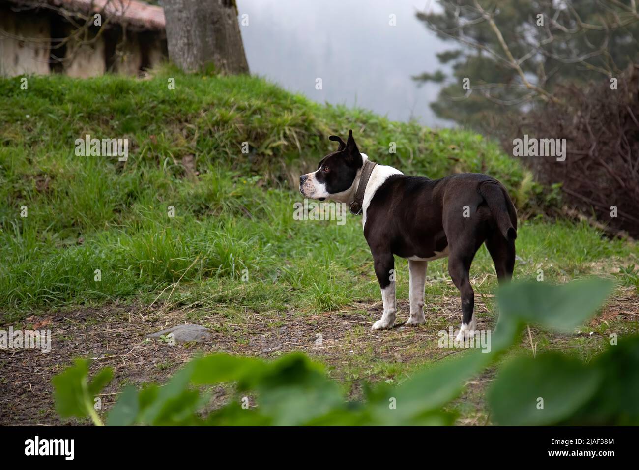 bue in pit bianco e nero con coda e orecchie non ancorate. Nel giardino a casa in piedi guardia guardando l'orizzonte. Un altro membro della famiglia. Copia Foto Stock