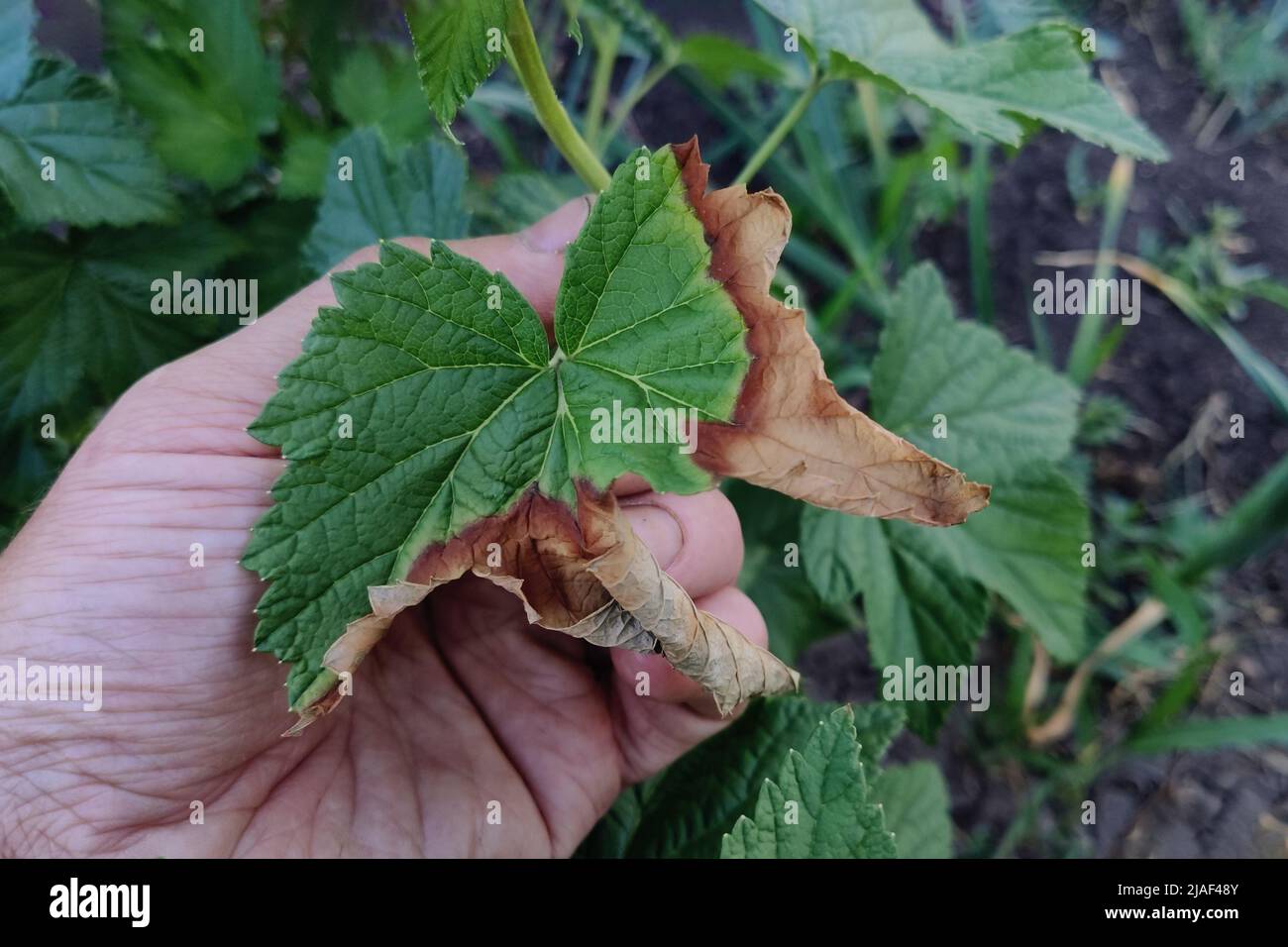 L'ustione batterica degli alberi da frutto è causata da funghi e batteri patogeni. Porta alla morte di frutti e alberi Foto Stock