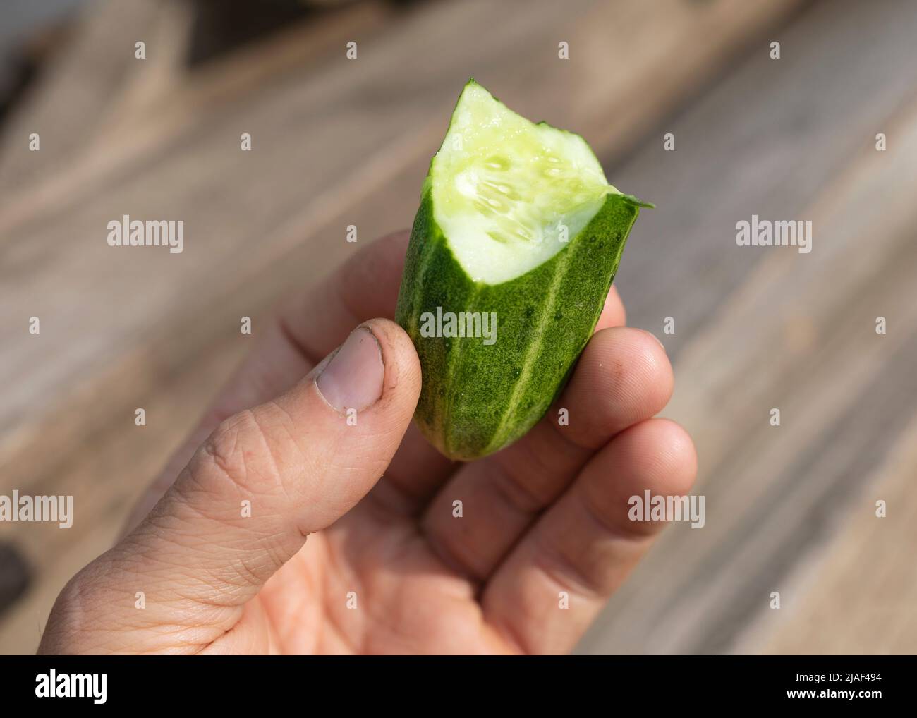 la persona tiene in mano il cetriolo morso maturo, mangiando verdure fresche di stagione in fattoria Foto Stock