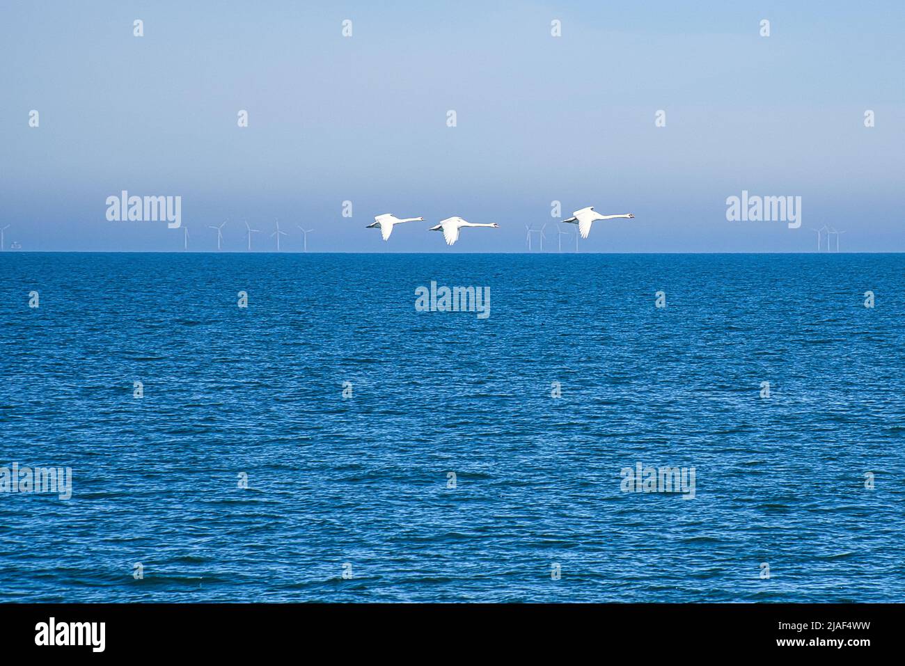 Tre cigni muti in volo sul Mar Baltico. Piumaggio bianco nei grandi uccelli. Foto animali in natura Foto Stock