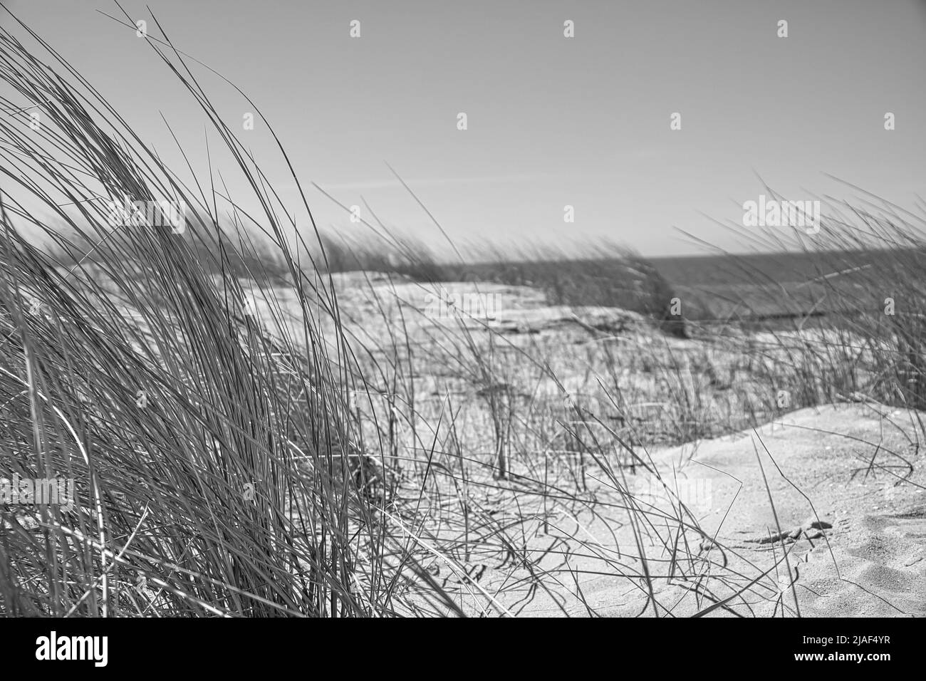 alta duna sul darss. Punto di vista nel parco nazionale. Spiaggia, Mar Baltico, cielo e mare. La natura sparata in Germania Foto Stock