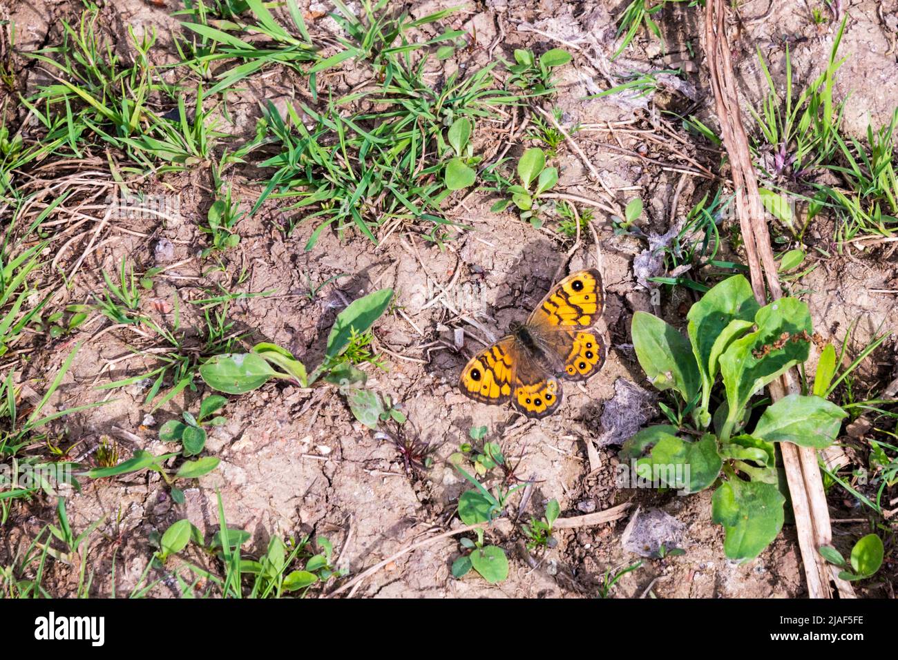 Femmina parete farfalla marrone, Lasiommata megera, poggiante a terra. Foto Stock