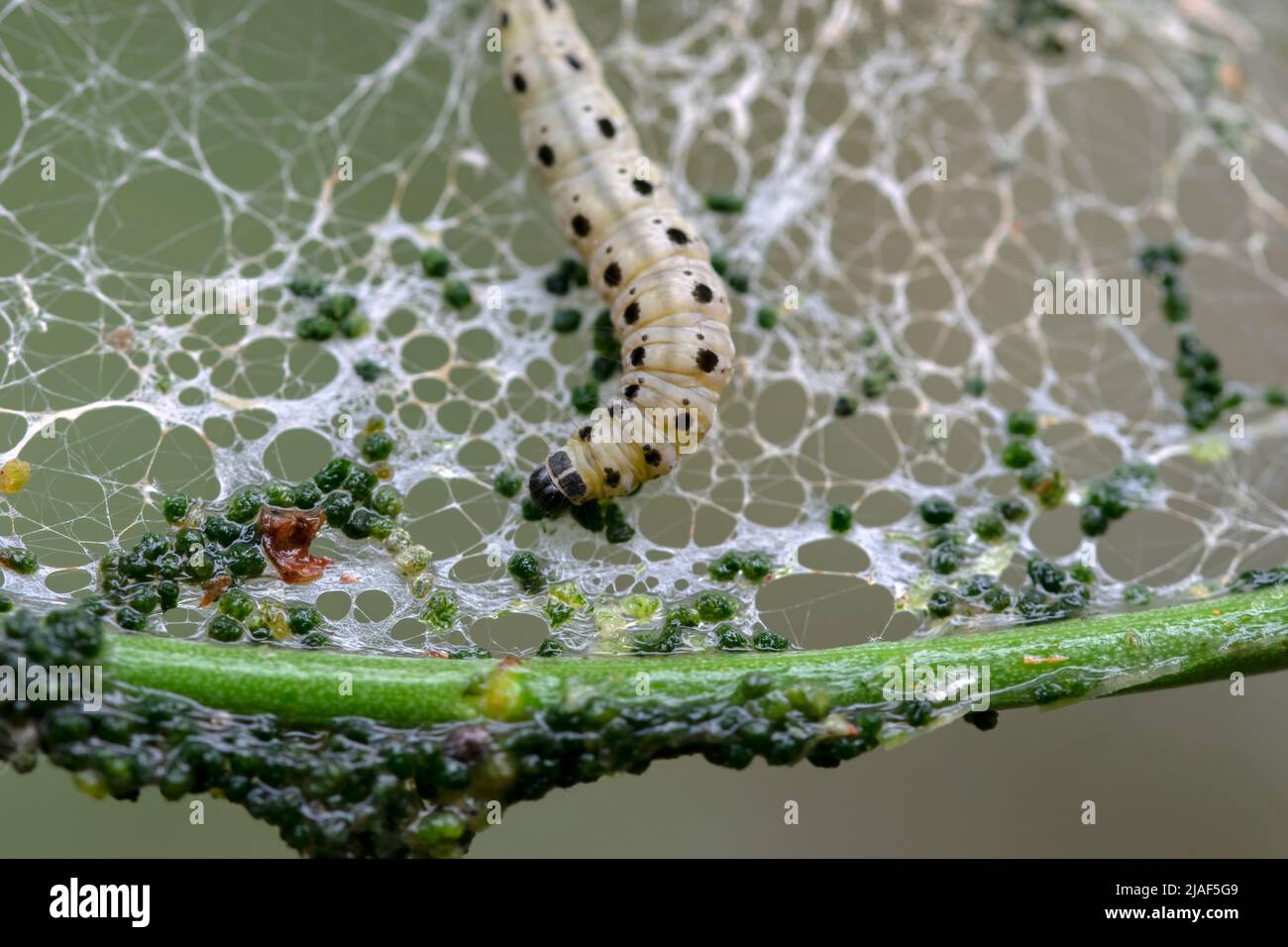 Primo piano di Yponomeuta Evonynella Moth ad Amsterdam Paesi Bassi 24-5-2022 Foto Stock