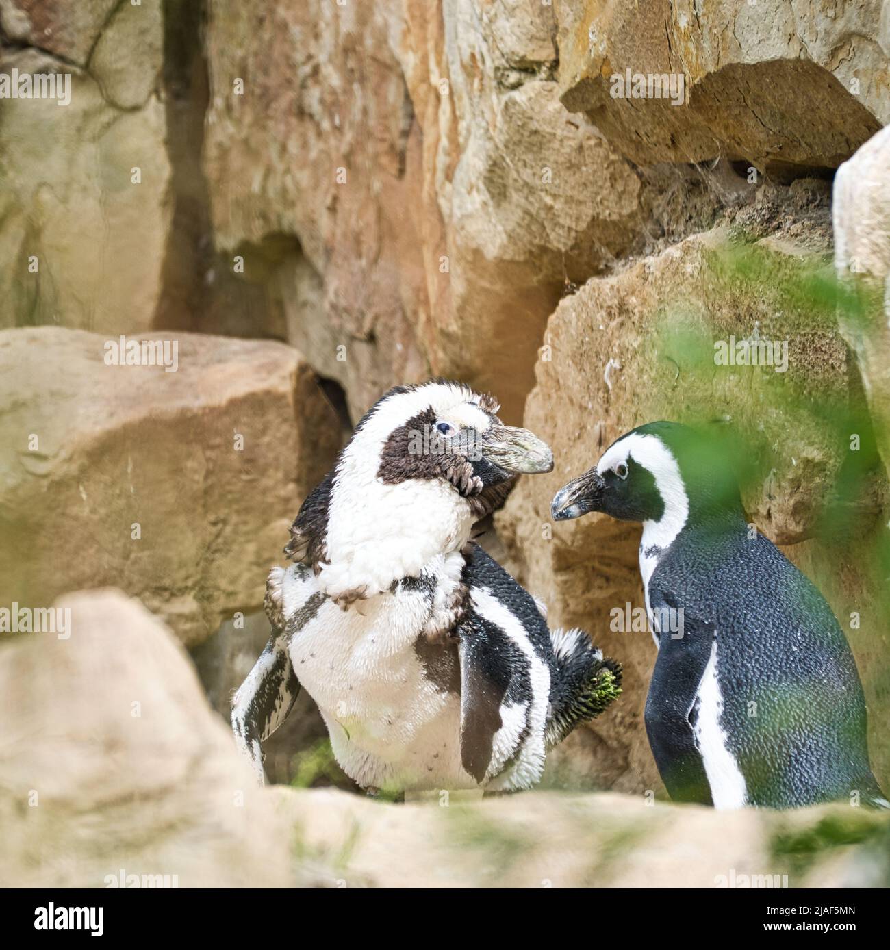 due pinguini . uccelli bianchi e neri come coppia sulla terra. foto animale in primo piano. scatto dettagliato Foto Stock