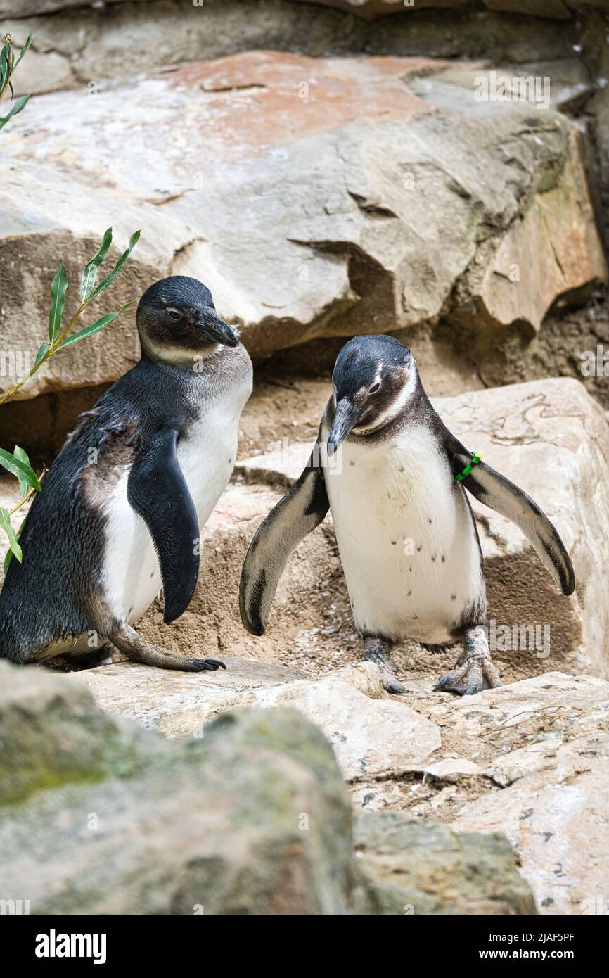 due pinguini . uccelli bianchi e neri come coppia sulla terra. foto animale in primo piano. scatto dettagliato Foto Stock