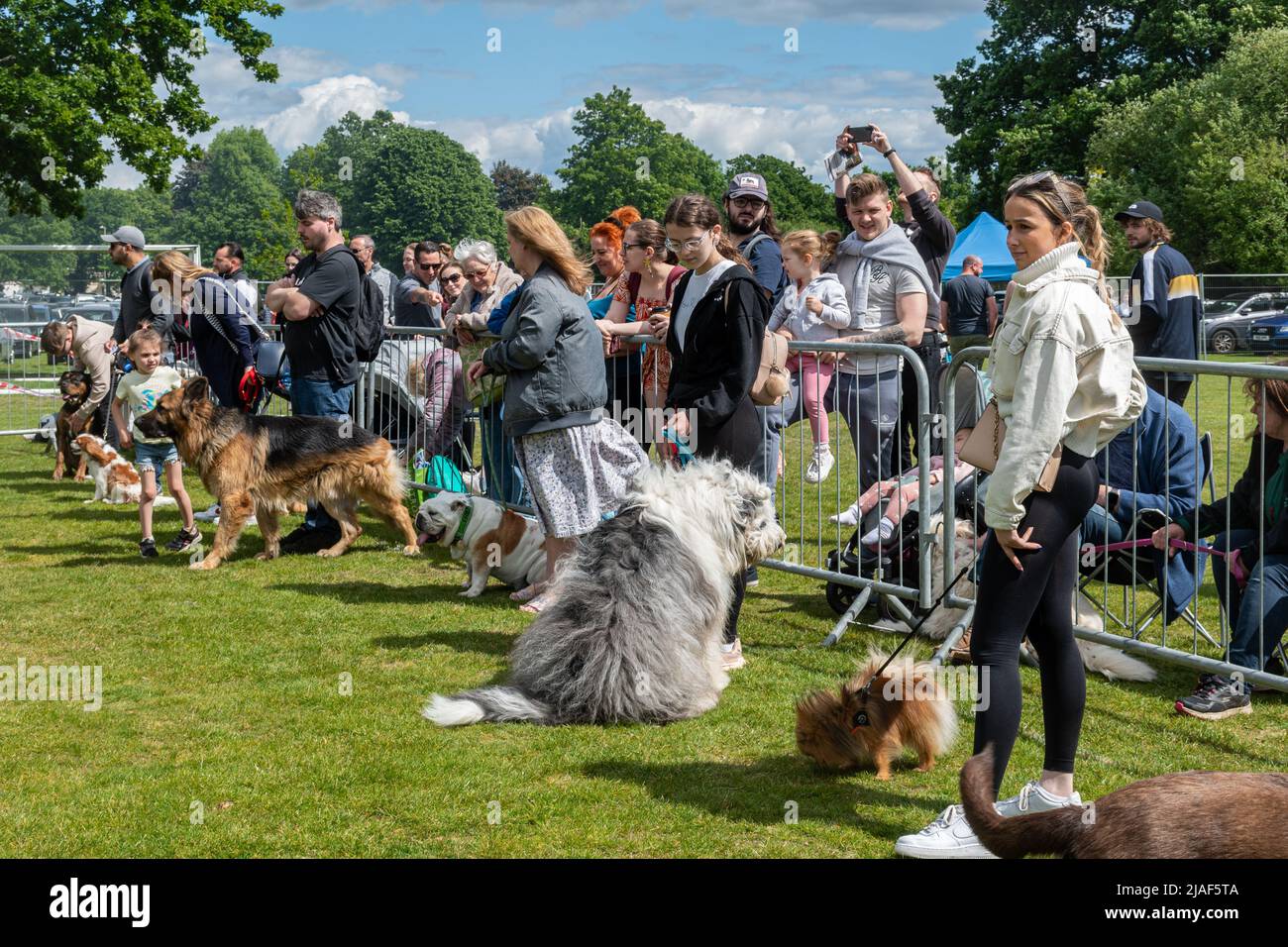 Un divertente spettacolo di cani in occasione di un evento di Farnborough a Hampshire, Inghilterra, Regno Unito Foto Stock