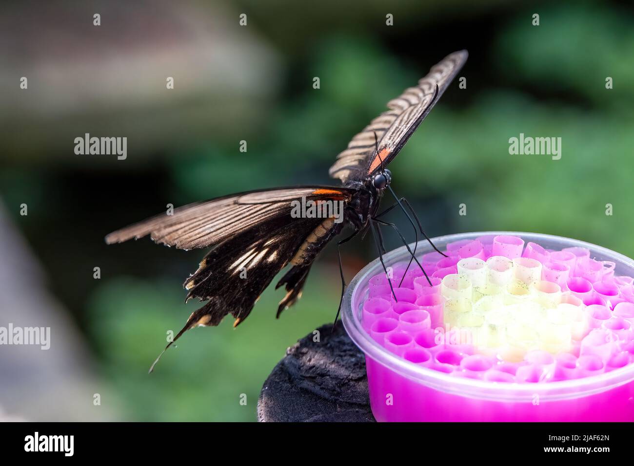 Il Grande Mormon giallo alias Papilio Lowi o Swallowtail Asiatico presso i Butterfly Gardens, Middleton Common, Ditchling Common, East Sussex, Regno Unito. Foto Stock