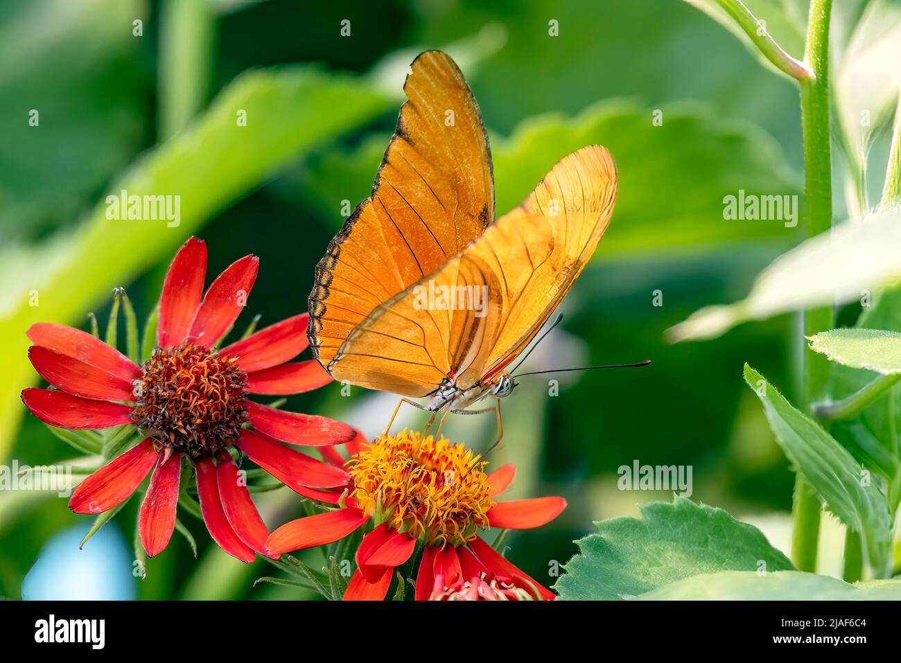 Dryas Julia, comunemente chiamata la farfalla di Julia, Julia Heliconian, la fiamma, o Flambeau, è una specie di farfalla con le zampe di pennello alla farfalla Foto Stock