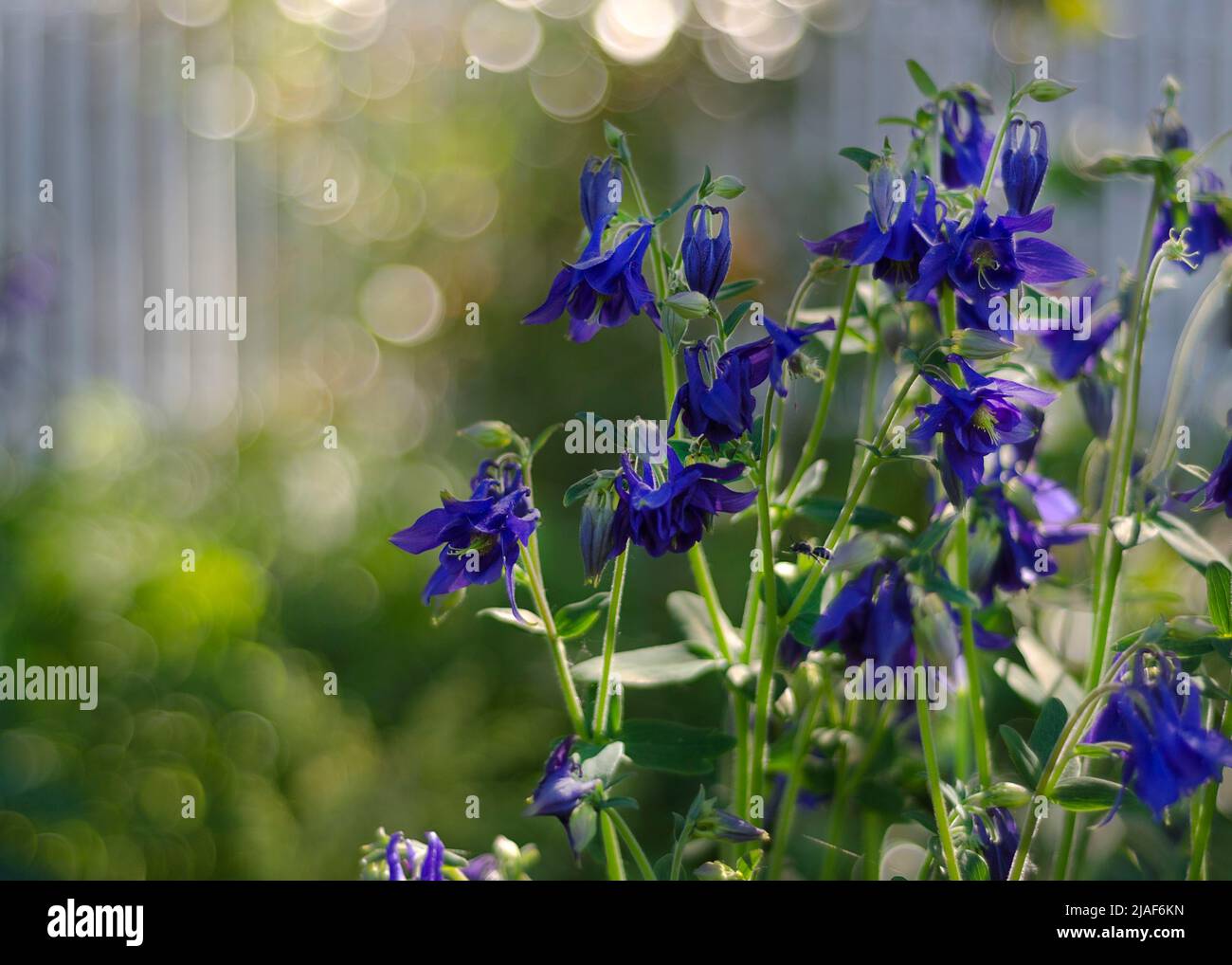 Bellissimi fiori. Aquilegia, perenni erbacei. Infiorescenze blu, viola 2 Foto Stock