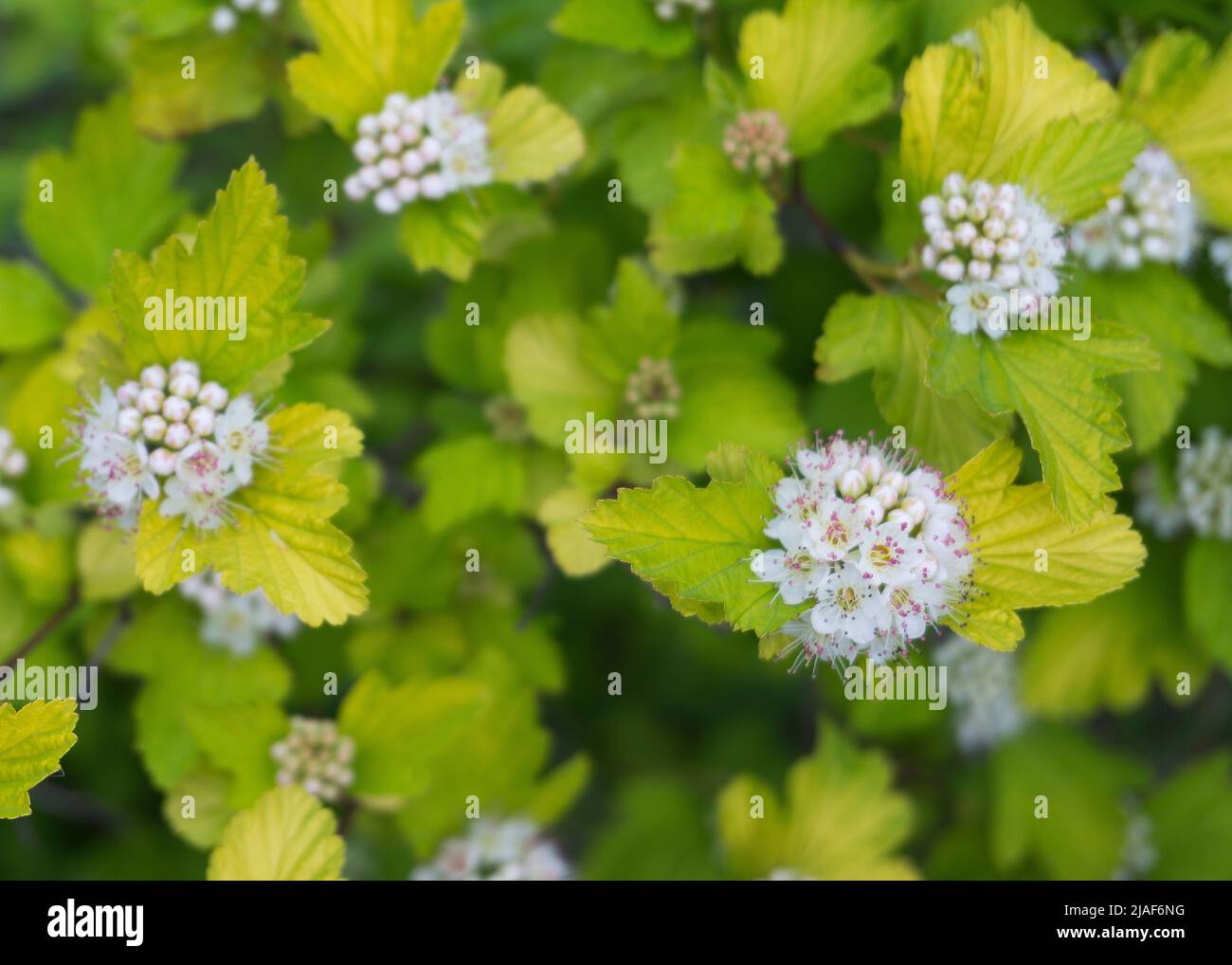Fiori bianchi di hydrangea selvaggia 3 Foto Stock
