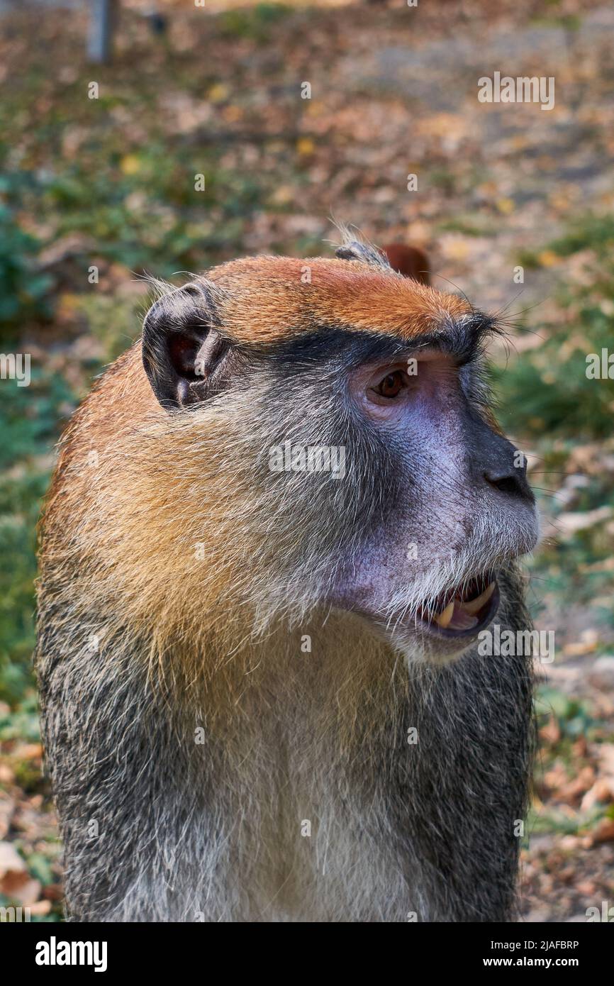 La scimmia comune patas (Erythrocebus patas), la scimmia wadi o ritratto di scimmia hussar Foto Stock