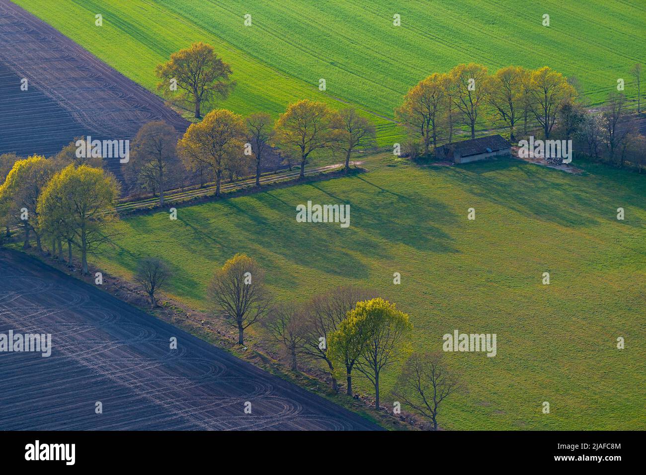 Siepe di quercia in primavera, 05/18/2022, vista aerea, Germania, Schleswig-Holstein Foto Stock