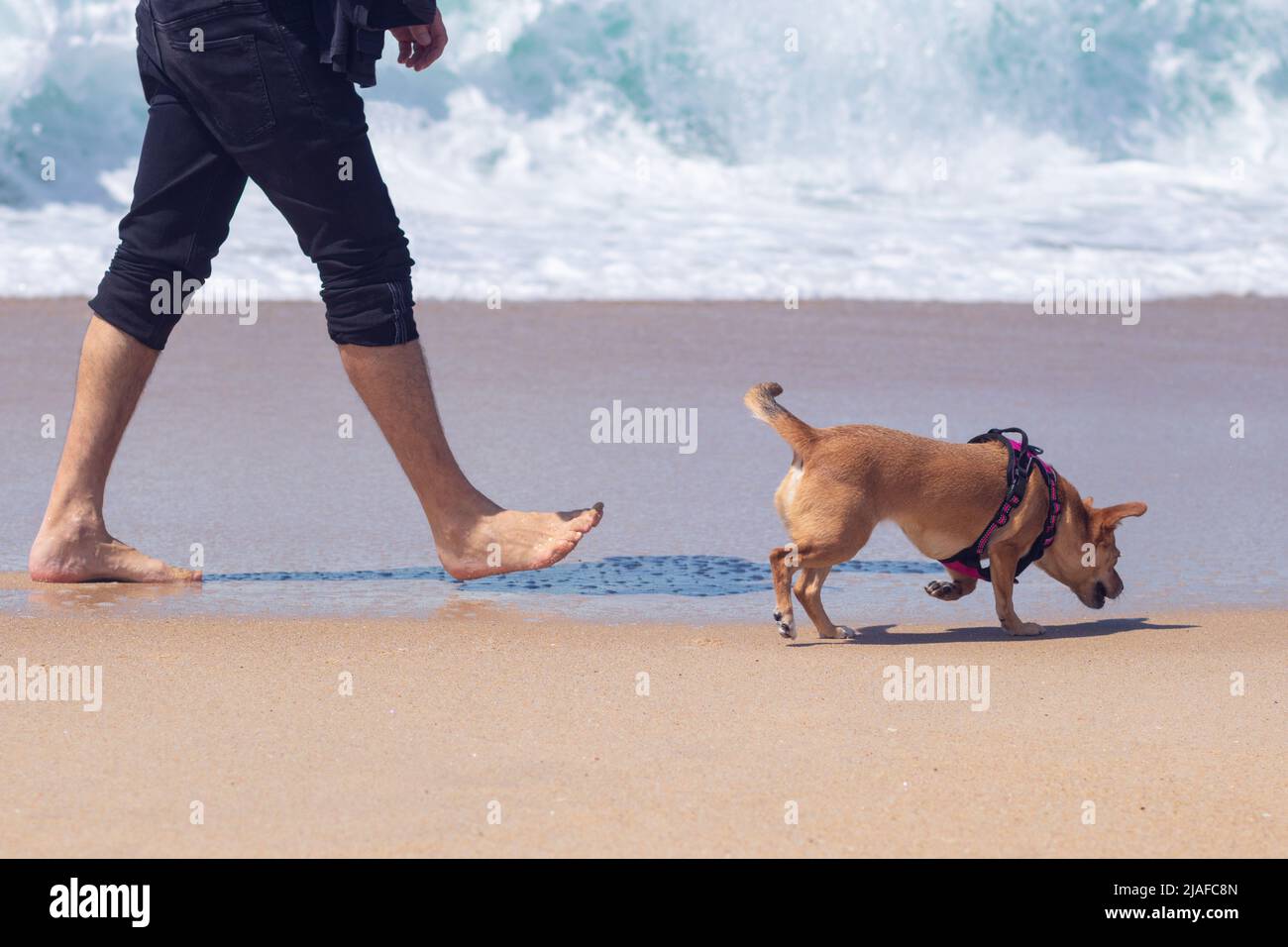 Un piccolo cane che cammina fuori dal guinzaglio sniffing la sabbia vicino proprietario su una passeggiata in spiaggia lungo la riva del mare Foto Stock