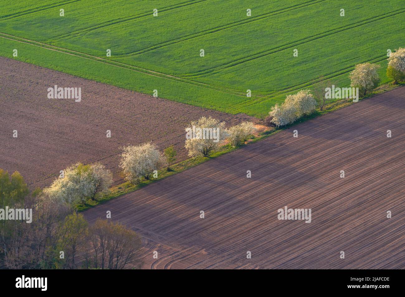 Fioriture di ciliegio, 05/18/2022, vista aerea, Germania, Schleswig-Holstein Foto Stock