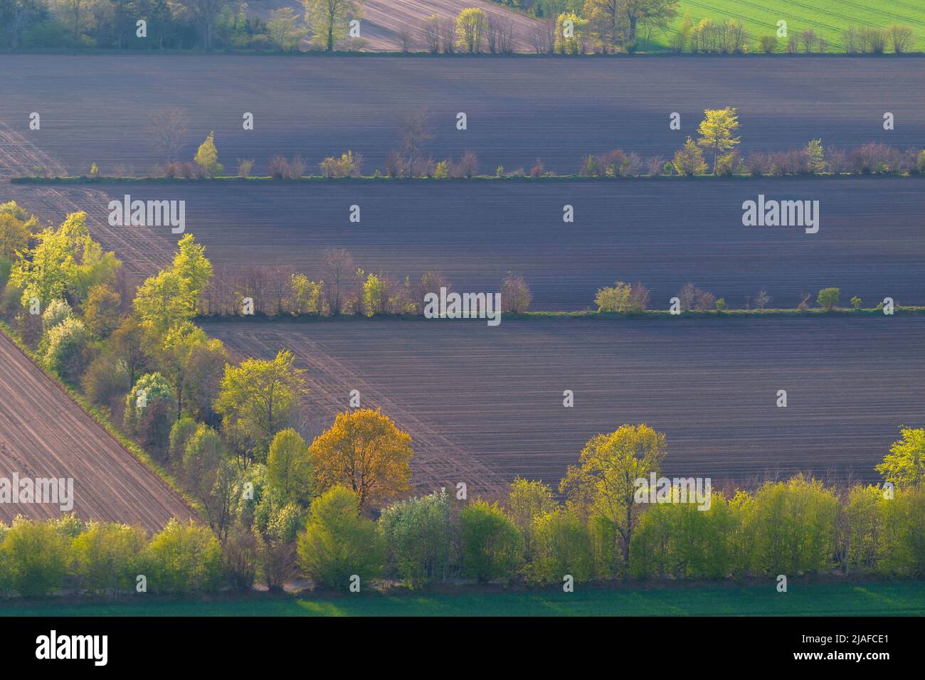 Paesaggio di campo con siepi, 05/18/2022, vista aerea, Germania, Schleswig-Holstein Foto Stock