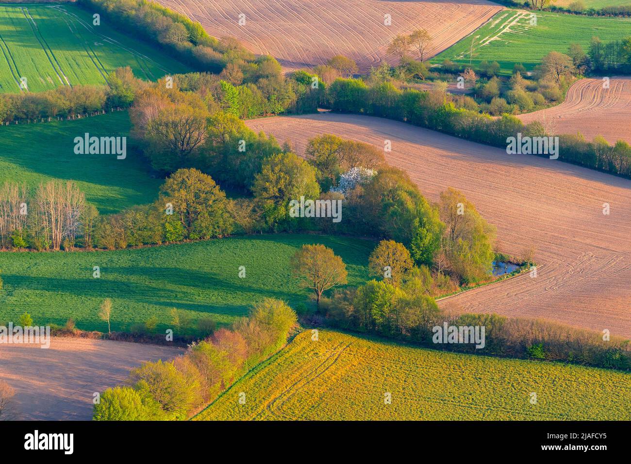 Paesaggio con siepi, 05/27/2022, vista aerea, Germania, Schleswig-Holstein Foto Stock
