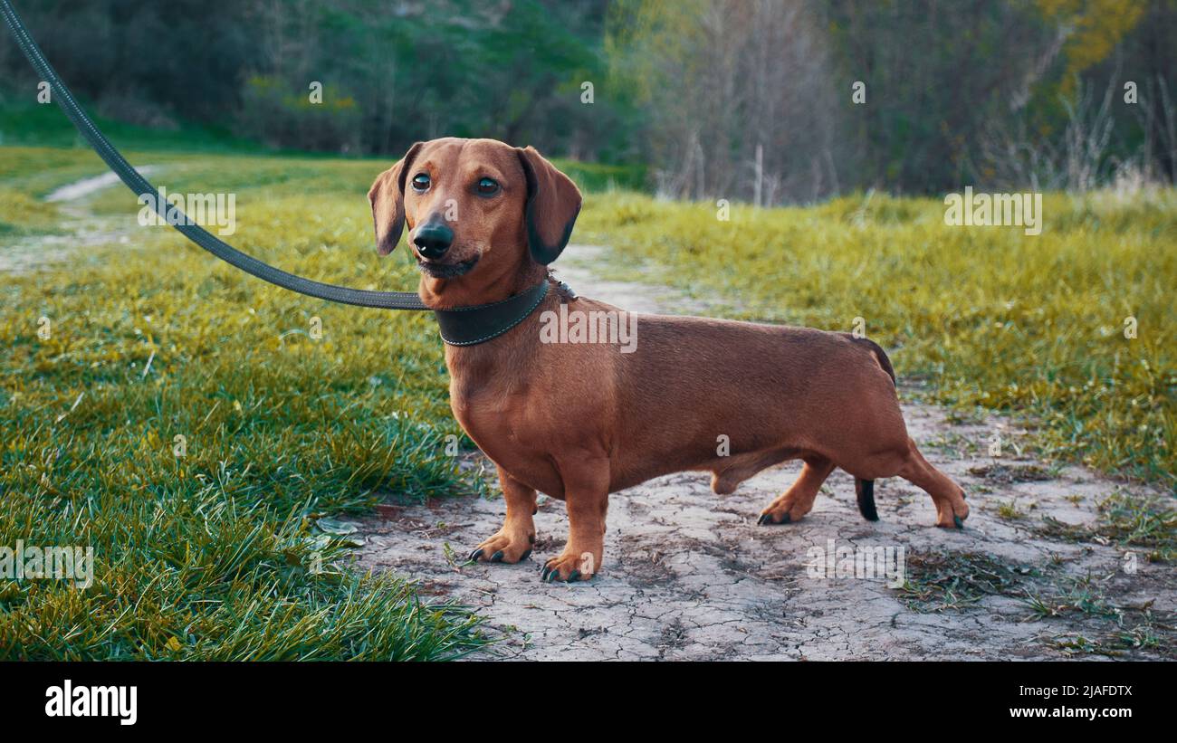 Un dachshund rosso dai capelli corti si trova su un sentiero. Dachshund in piedi all'aperto Foto Stock