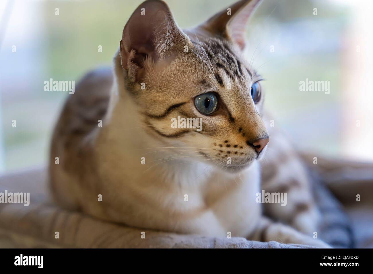 Ritratto di un gatto domestico. Una miscela di razze bengalesi e orientali Foto Stock