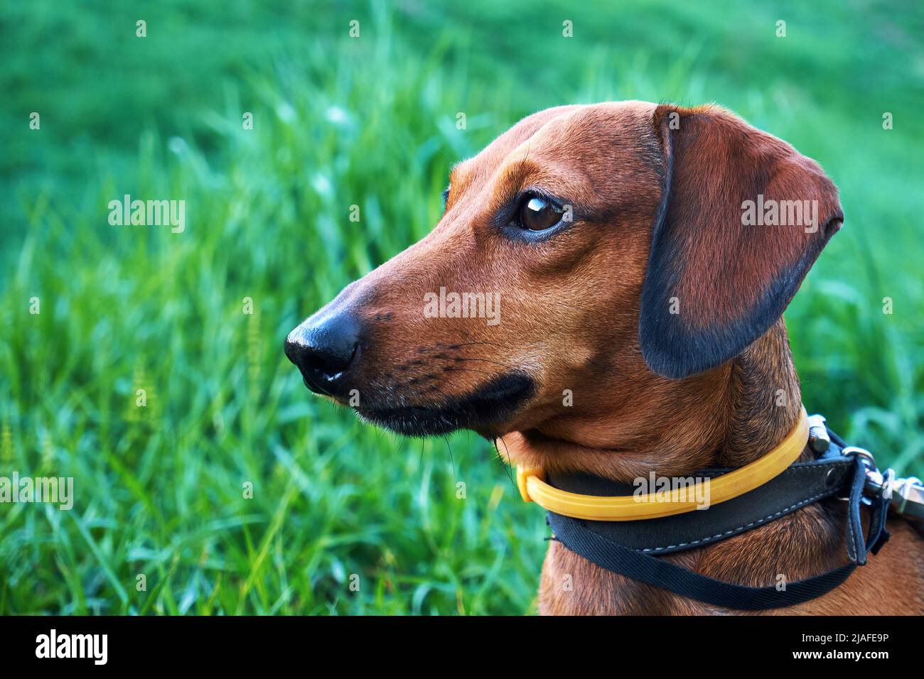 Collare di cane contro zecche e pulci. Cane con un collare giallo contro zecche e pulci su sfondo verde erba Foto Stock