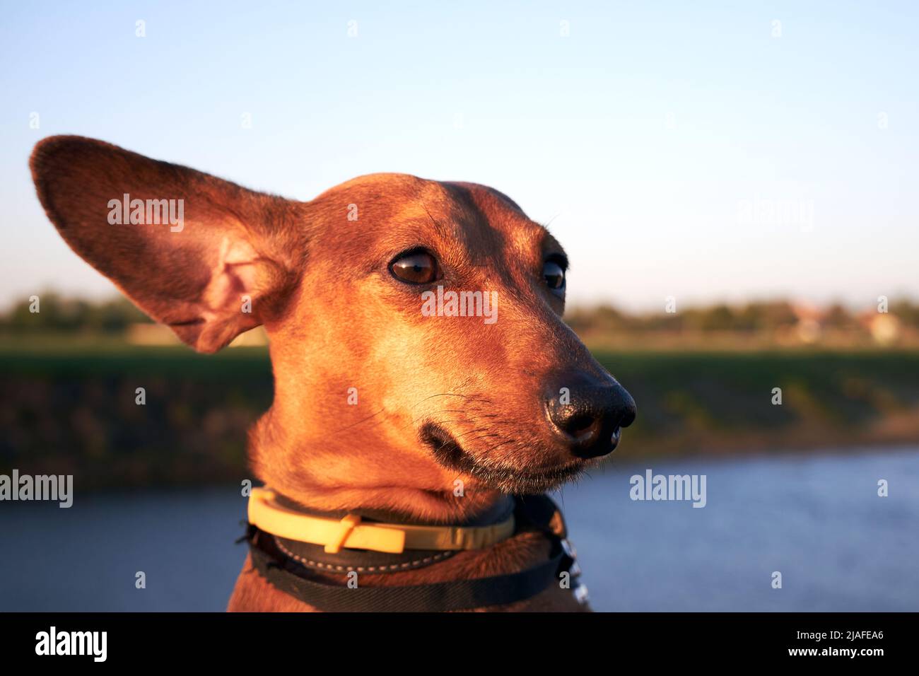 Muso di un cane rosso con le orecchie lunghe primo piano. L'orecchio lungo di un dachshund si soffia in un vento forte Foto Stock