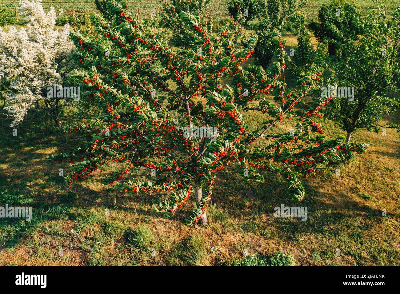 Dolce ciliegia albero di frutta in frutteto, alto angolo di vista aerea dal drone pov nella soleggiata primavera giorno Foto Stock