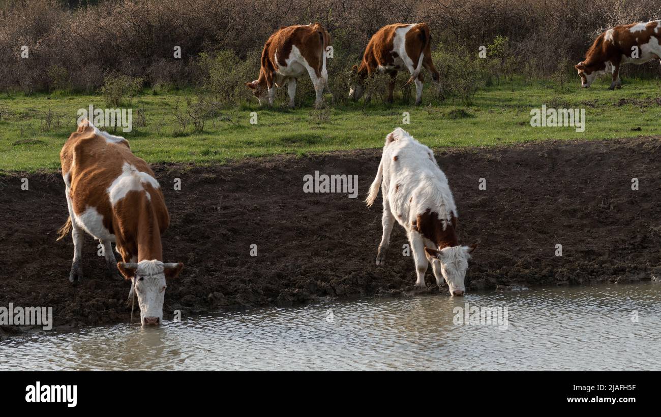 Mucche assetate acqua potabile dal foro di irrigazione, approvvigionamento di acqua per gli animali domestici in agricoltura di gamma libera Foto Stock