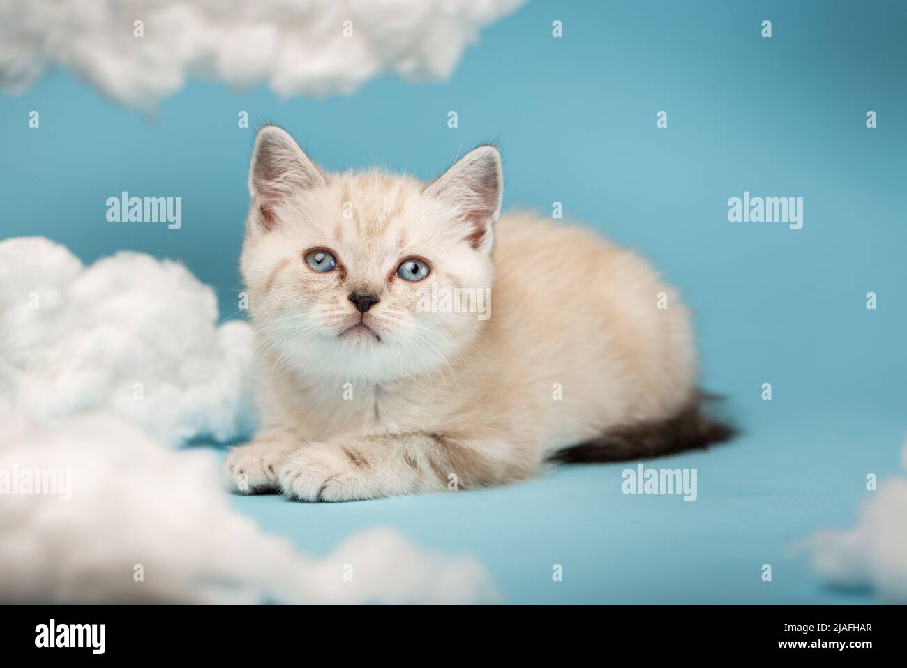 Primo piano di un carino gattino scozzese di un mese con occhi blu che si stendono e guardano tra le nuvole bianche su sfondo blu in studio. Po Foto Stock