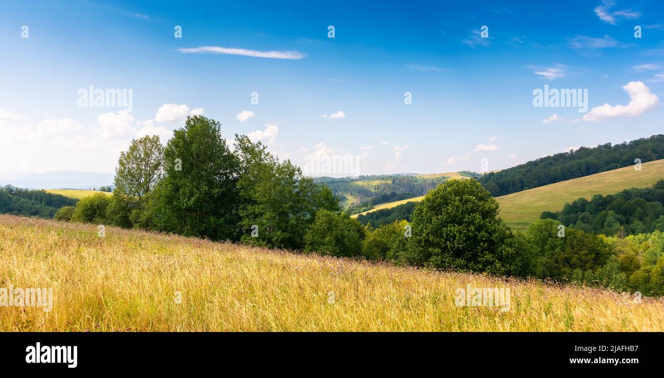alberi sul prato erboso nella luce del pomeriggio. bel paesaggio estivo di pascoli rurali in carpazi montagne. clima caldo e soleggiato con fiocchi Foto Stock