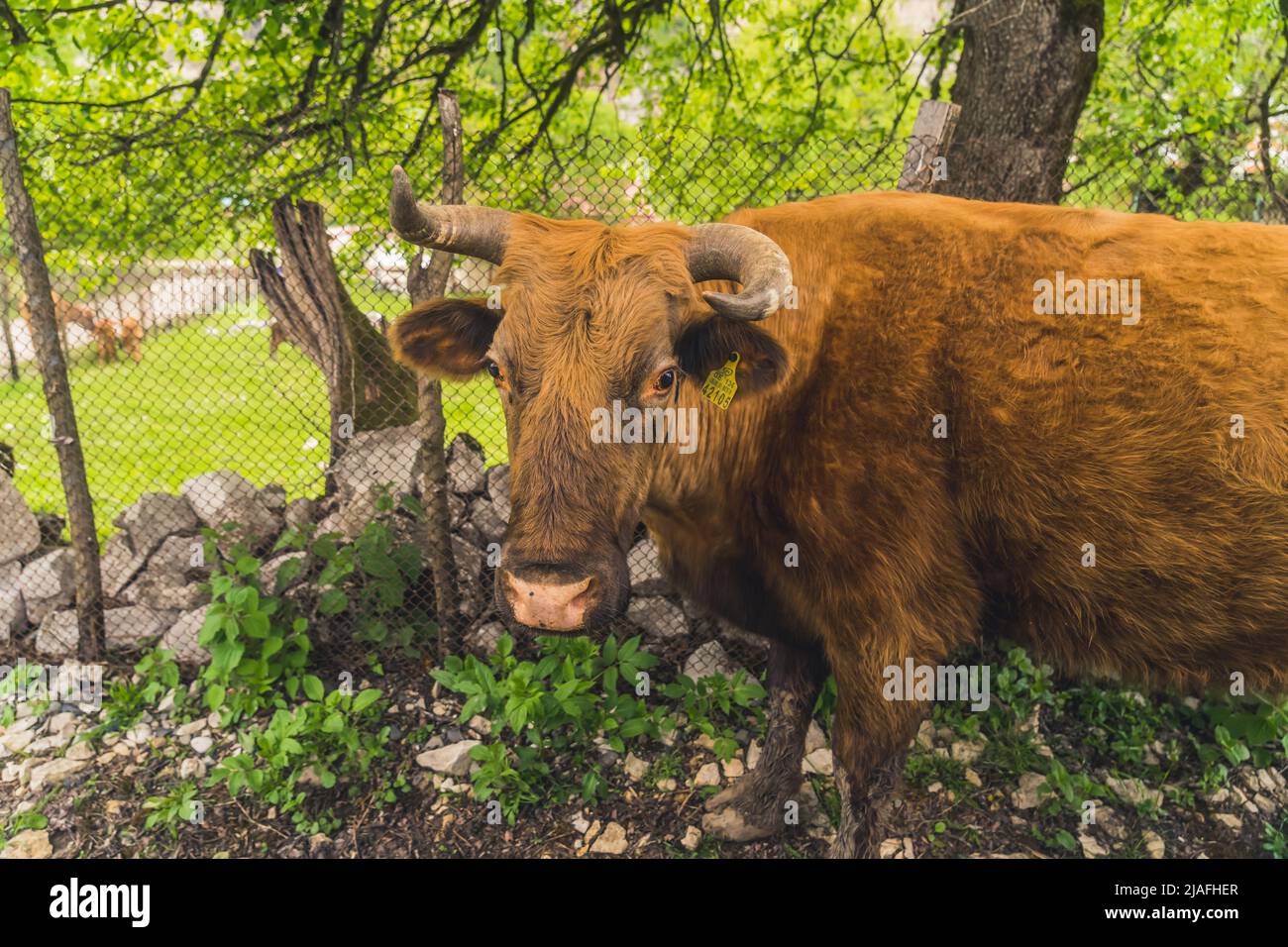 primo piano di una mucca marrone nel villaggio, razza ecologica, naturale. Foto di alta qualità Foto Stock