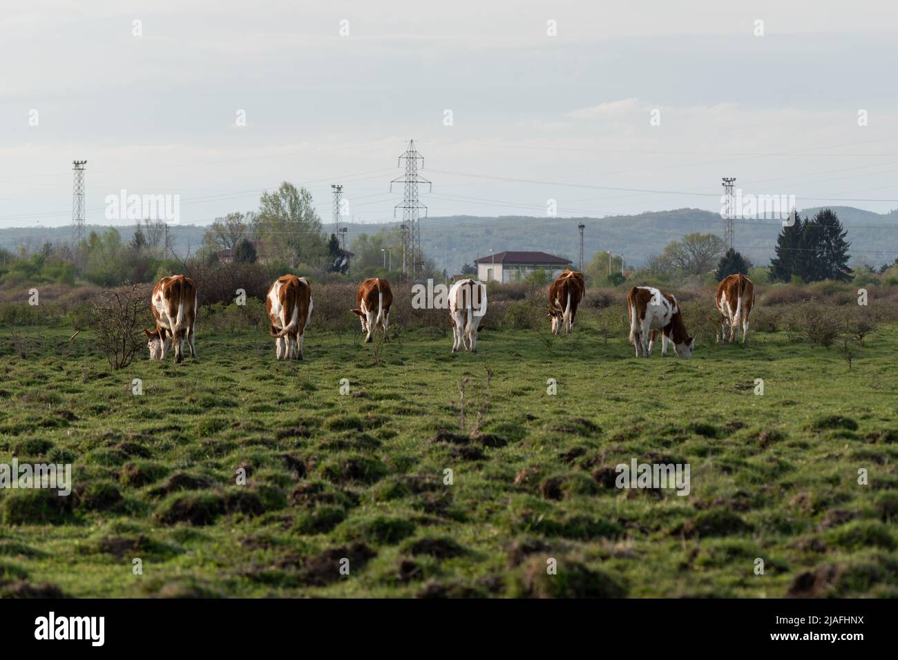 Retro di mucche in mandria mentre pascolo erba in pascolo, animali domestici in campo libero, allevamento di bestiame Foto Stock