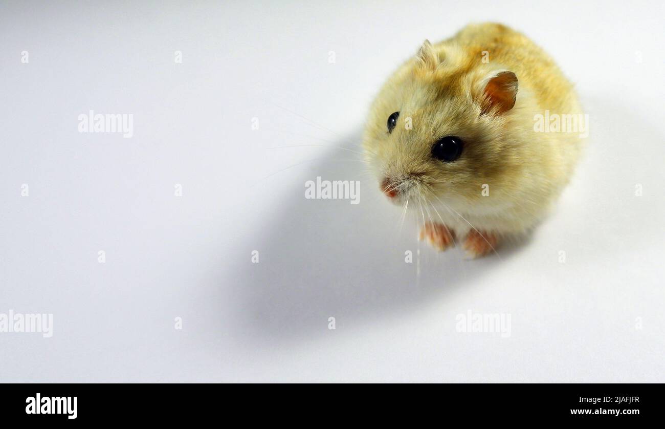 Soffice criceto domestico isolato su sfondo bianco Foto Stock