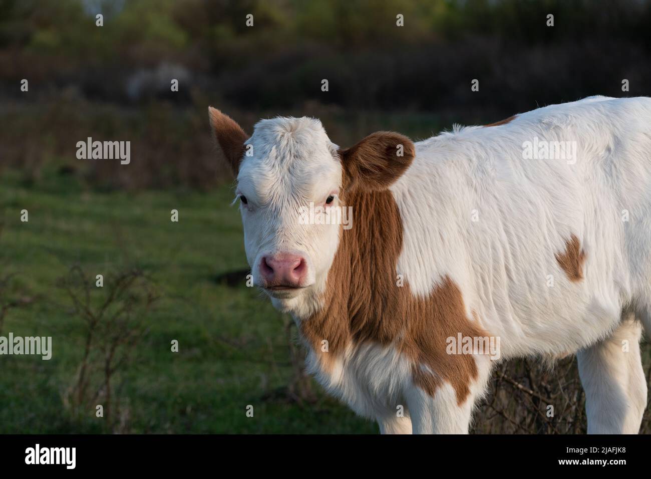 Singolo vitello stand in pascolo e stare verso telecamera primo piano, prole di bestiame con capelli arancioni e bianchi all'aperto in campo durante la serata di sole, cupola Foto Stock