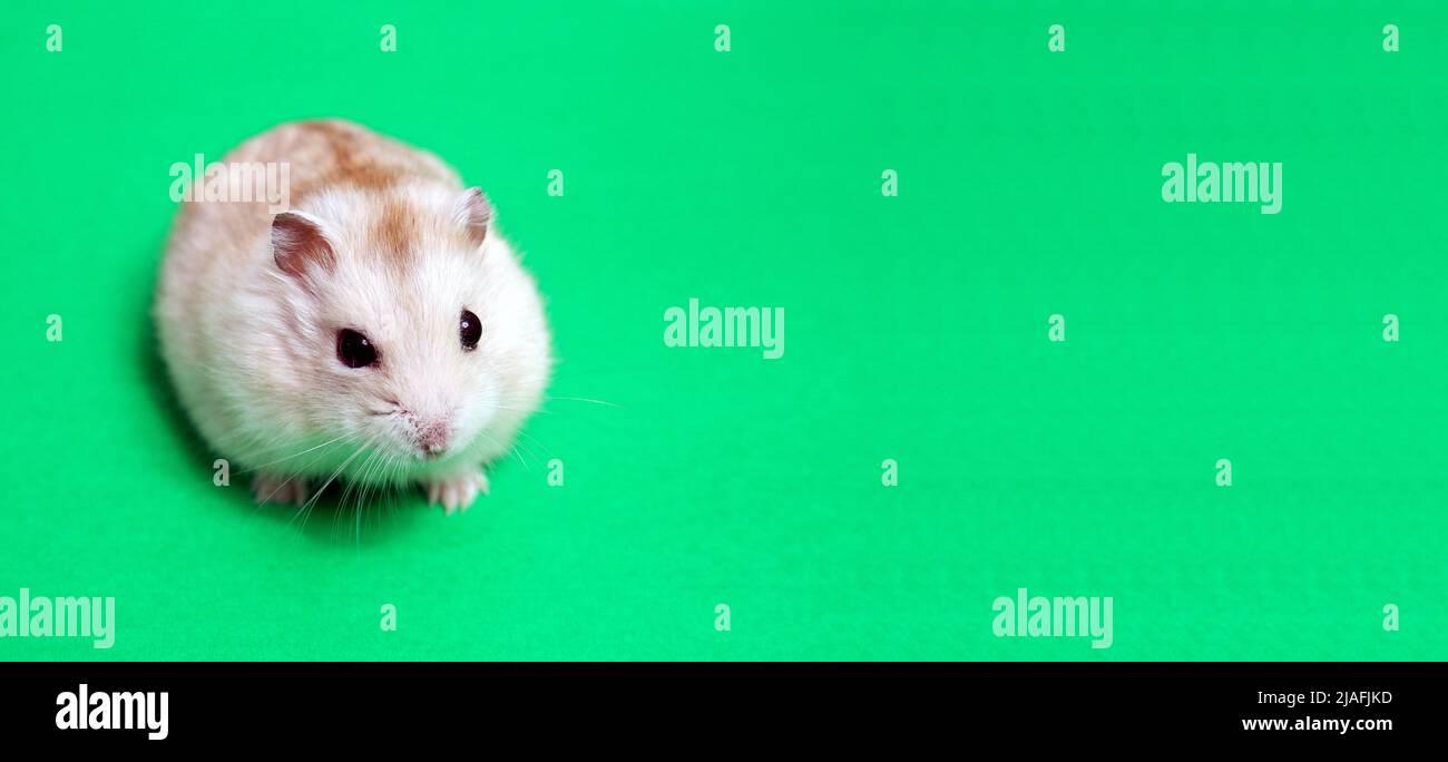 Soffice criceto domestico bianco su sfondo verde Foto Stock