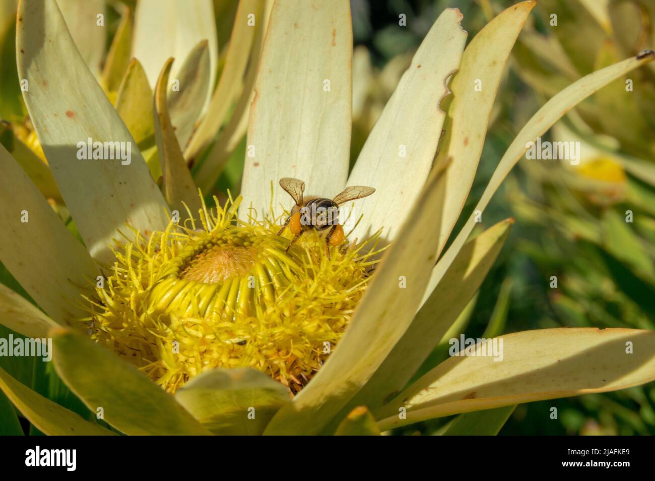 Ape con sacchi di polline su un Protea Foto Stock