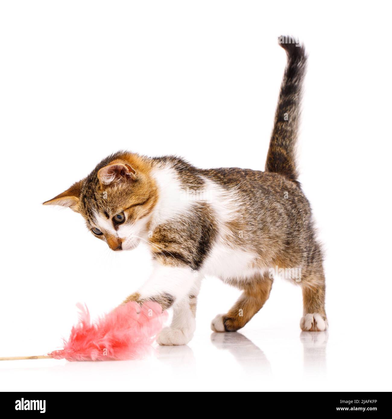 Gattino domestico con pelliccia bianca e marrone, si erge su uno sfondo bianco e focalizzato cattura la zampa di un bouquet giocattolo rosa di piume. Animali domestici giocosi. Foto Stock