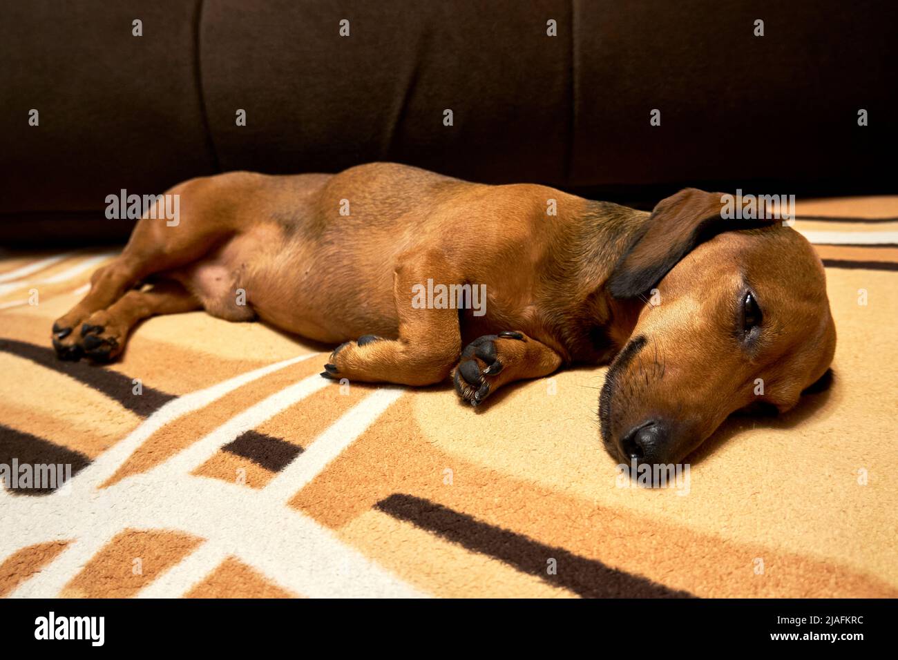 Dachshund dai capelli lisci sul divano Foto Stock