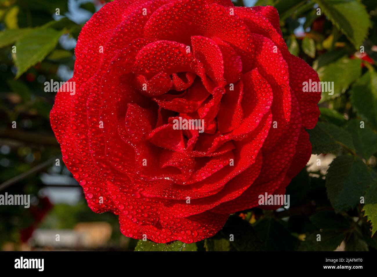 Un fiore rosso di rosa con piccole gocce di rugiada sui petali e nei raggi del sole nascente. Bellissimo grande giardino rosa fiore. Foto Stock