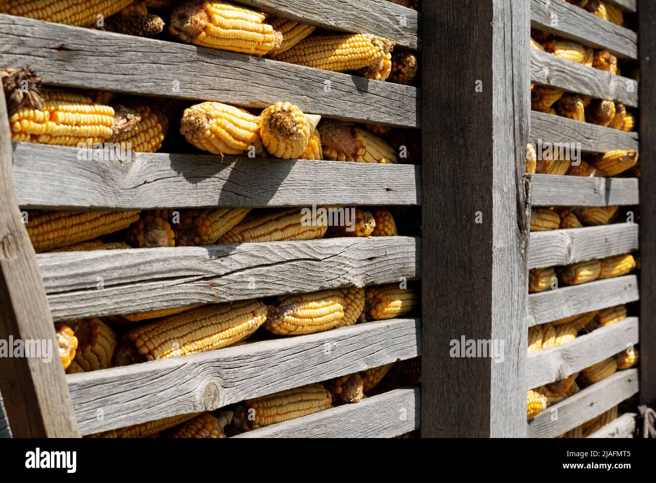Il raccolto è finito. Un vecchio presepe o un'asta, fatta di travi e listelli di legno, è caricato con le spighe mature di mais. Foto Stock