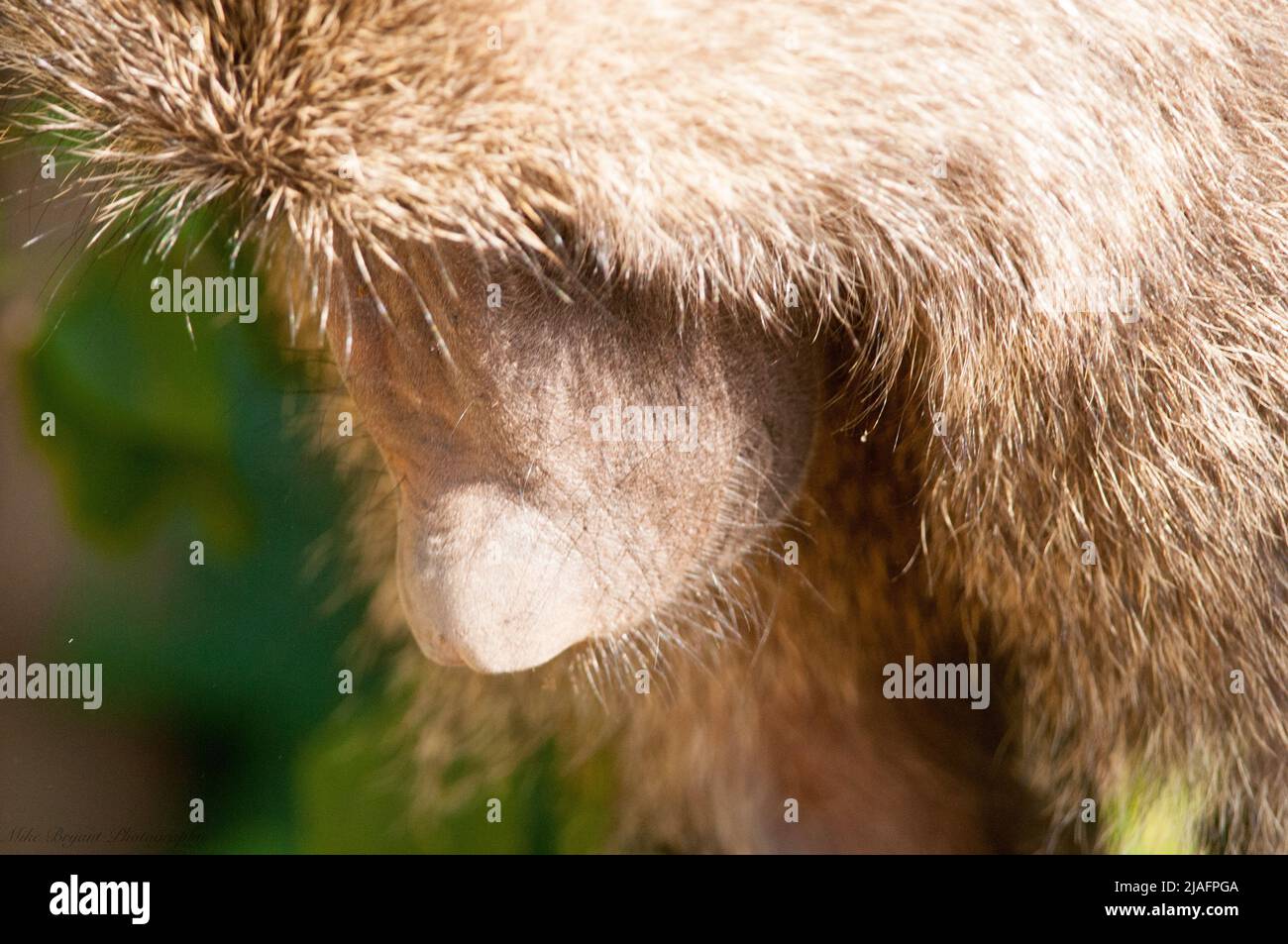 Olive Baboon ion Cratere Ngorogoro Foto Stock