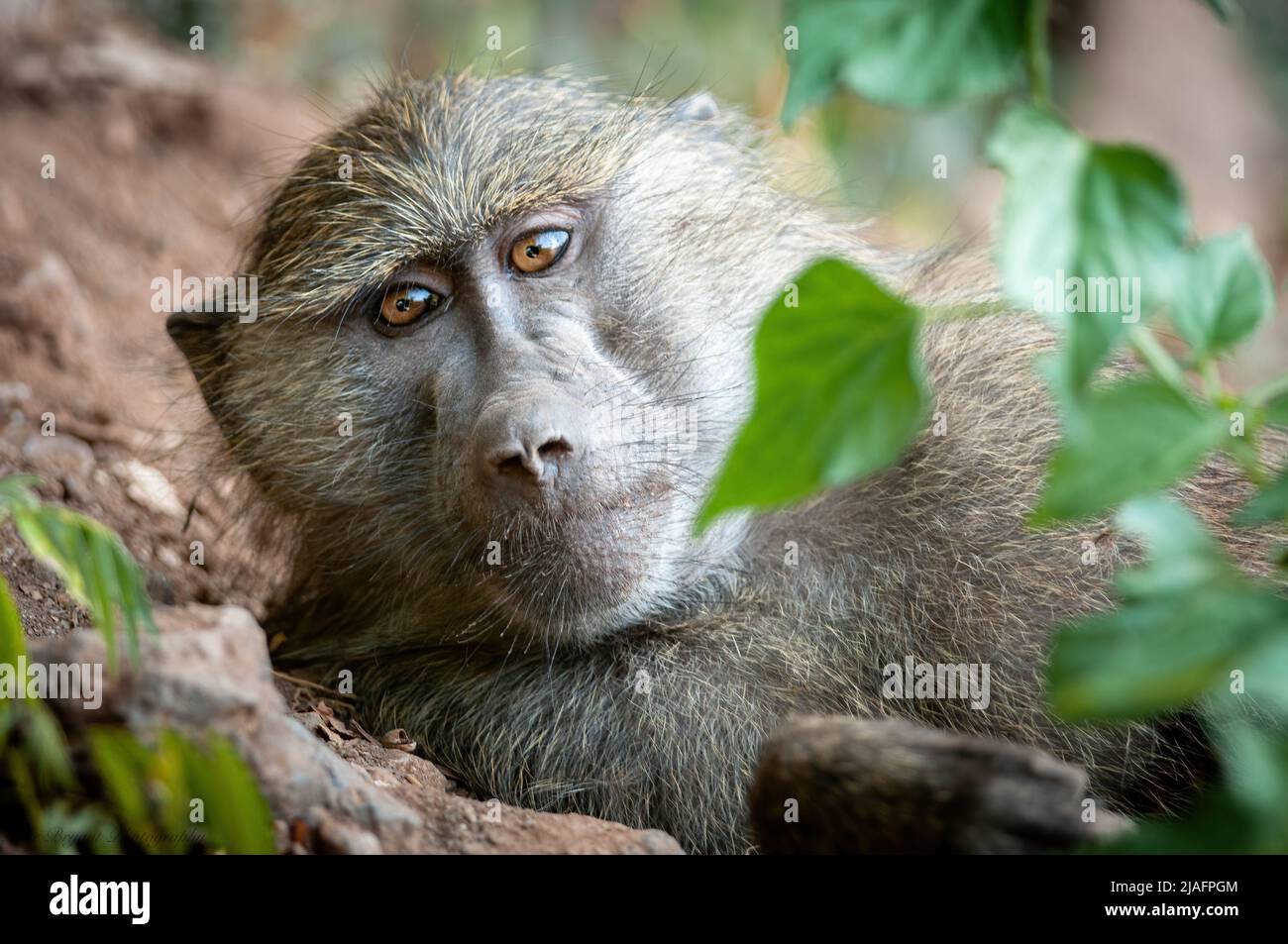 Olive Baboon ion Cratere Ngorogoro Foto Stock