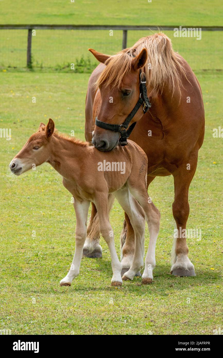 Un Suffolk Punch mare e due giorni di foca insieme in un campo Foto Stock