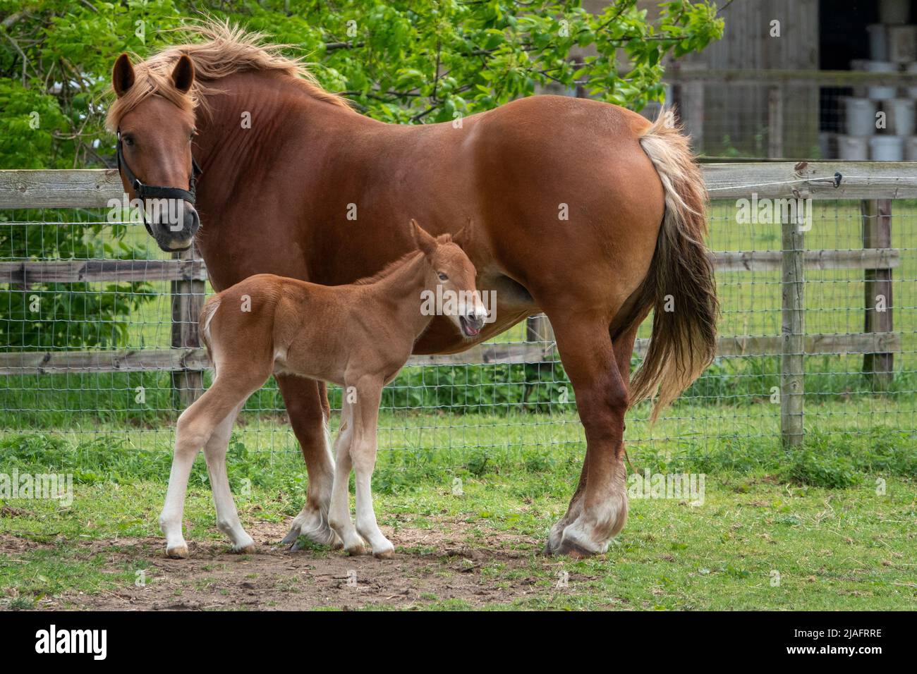 Un Suffolk Punch mare e due giorni di foca insieme in un campo Foto Stock