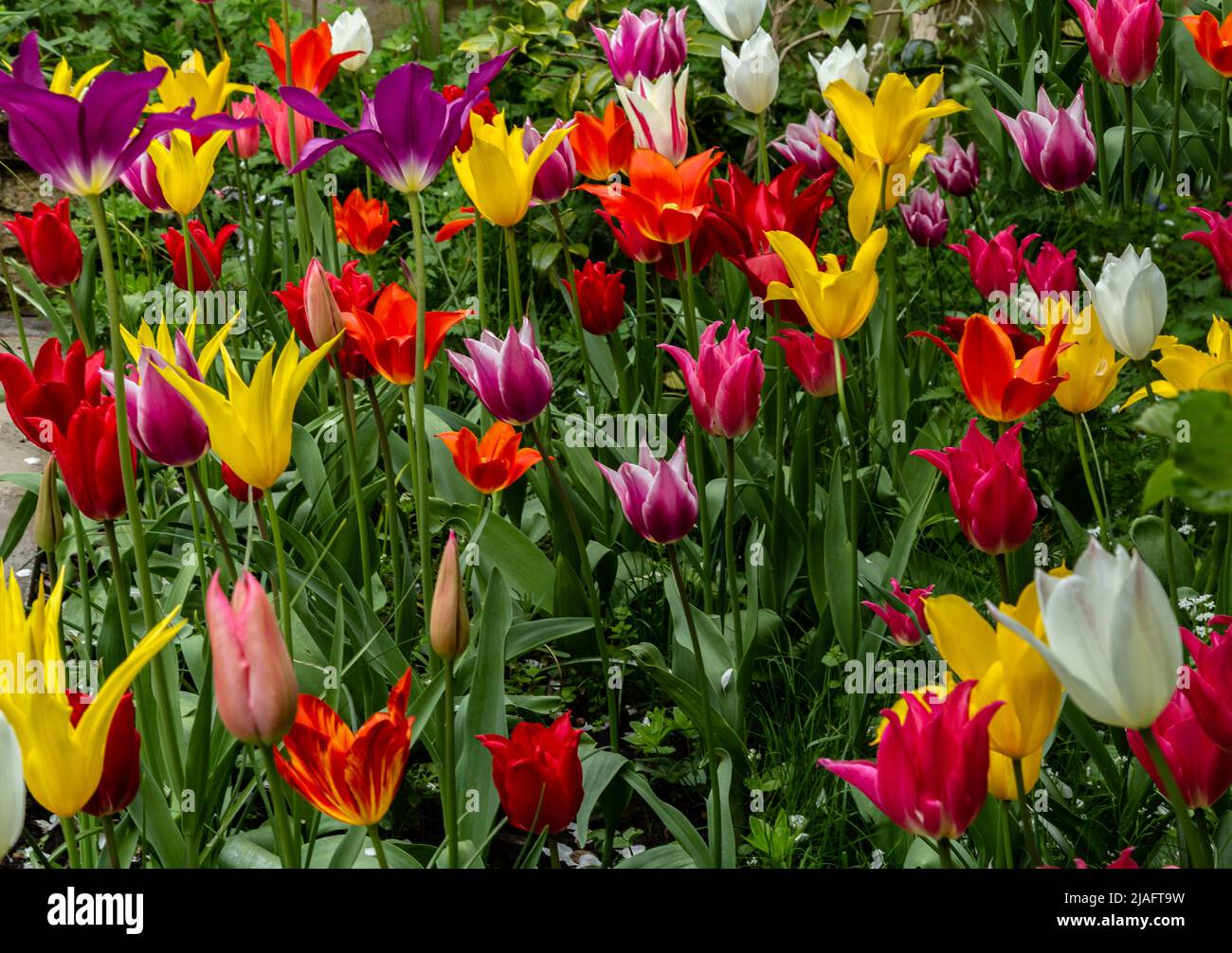 Display tulipano misto fiore. Foto Stock