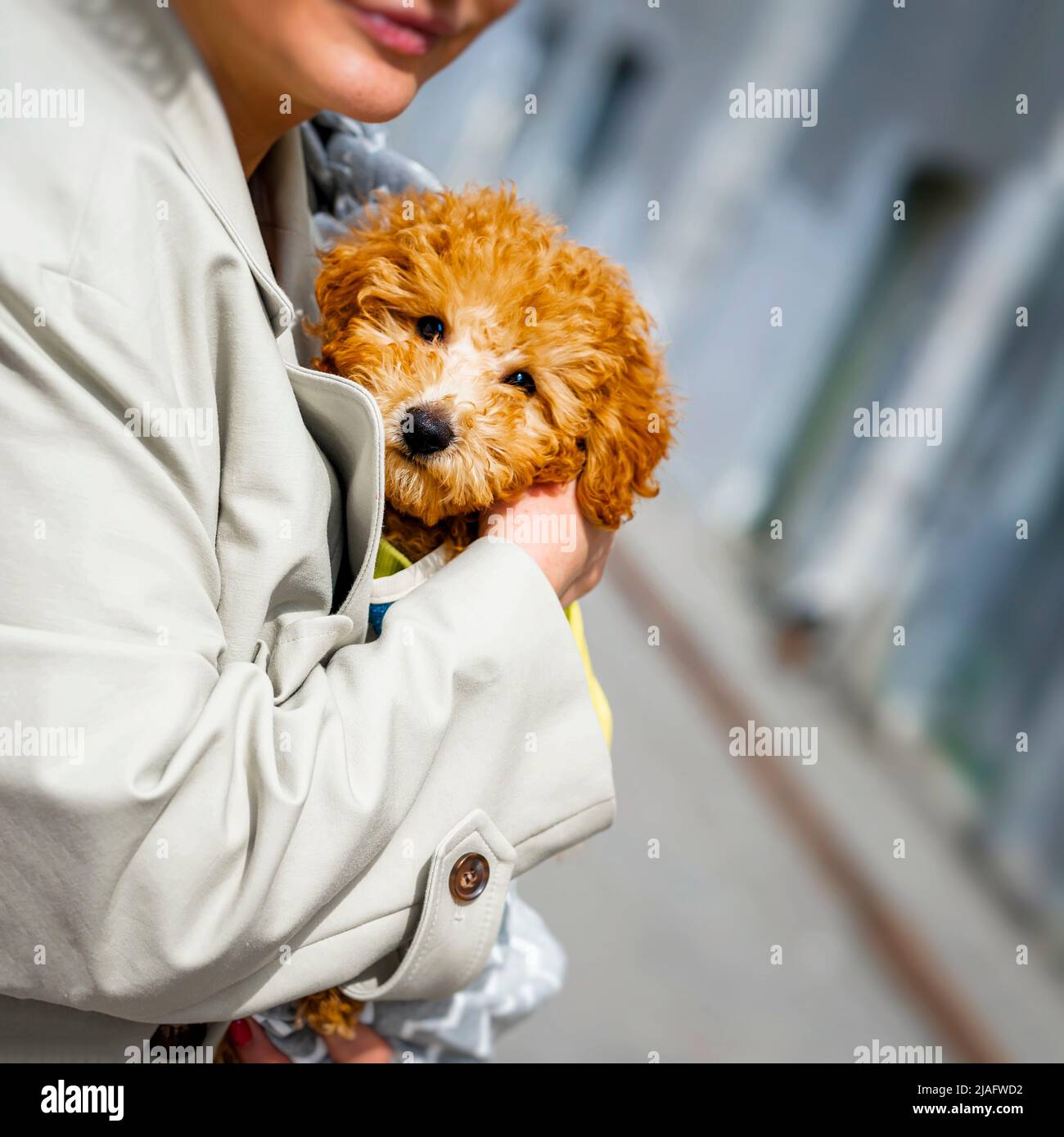Donna irriconoscibile che tiene il cane piccolo carino sulle mani all'aperto. Amore animali, animali concetto Foto Stock