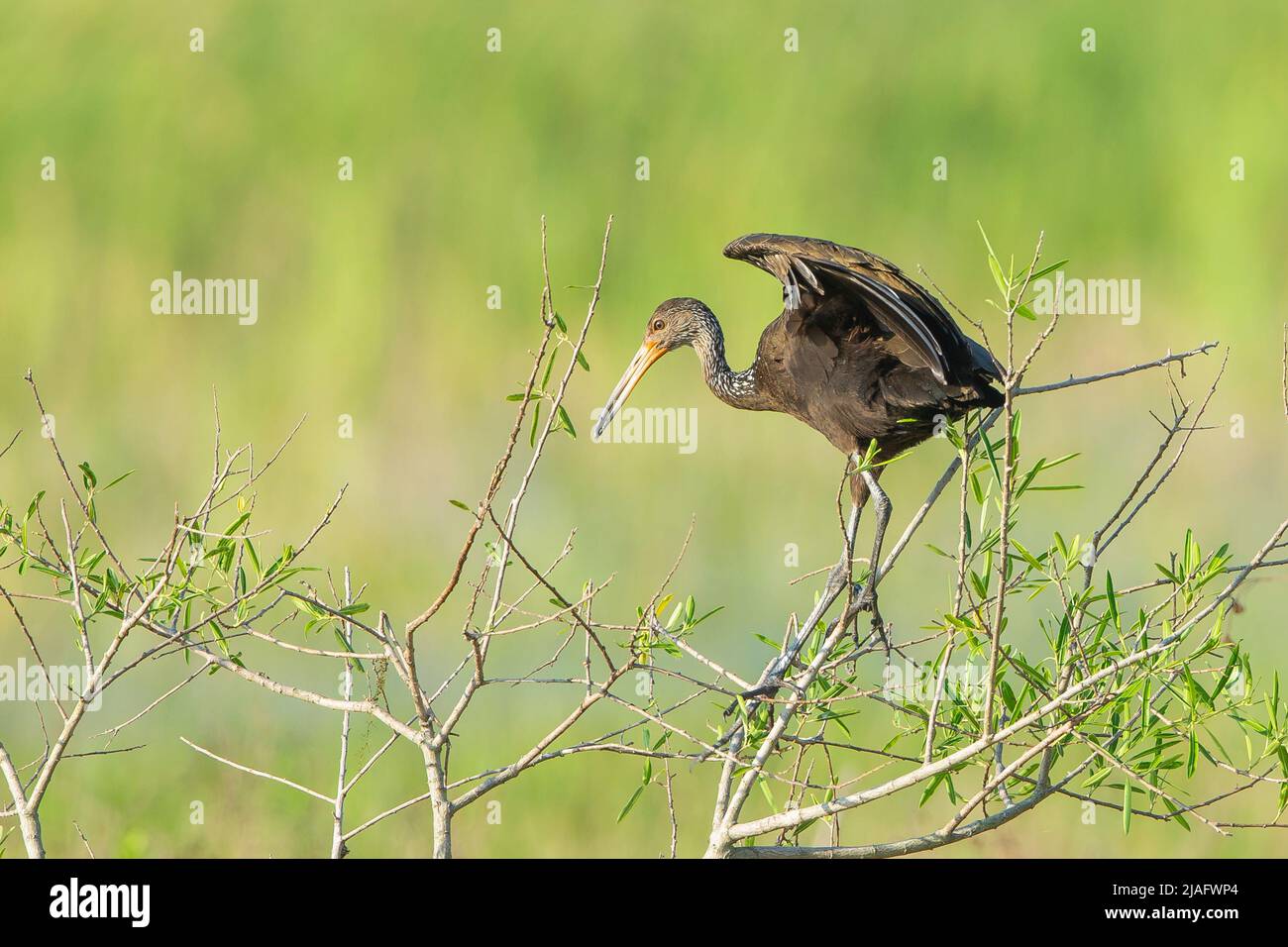 Limpkin (Aramus guarauna) Foto Stock